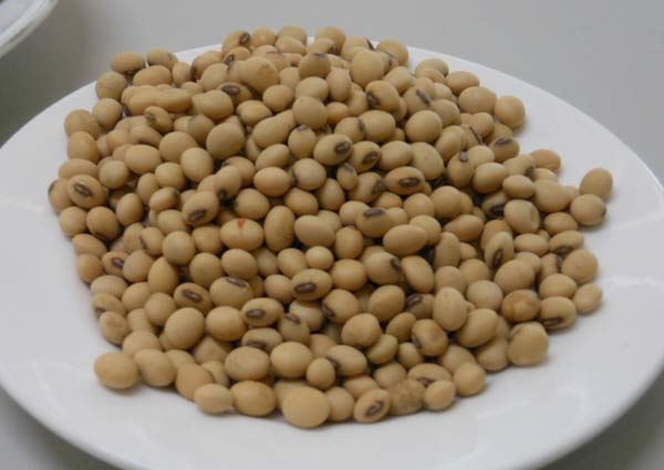 天然維生E 是從黃豆中所萃取出來。