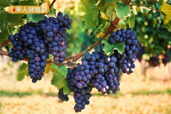 白藜蘆醇普遍存在葡萄、桑椹、藍莓等紅紫色水果之中。
