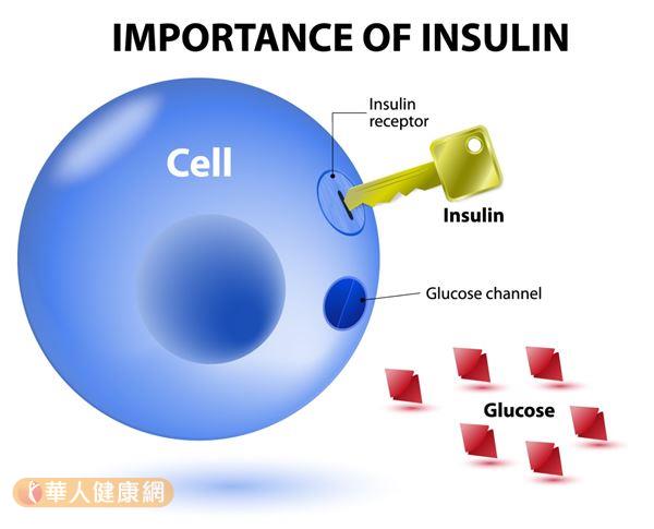 缺乏胰島素將會使葡萄糖無法進入細胞被利用，導致血糖過高！