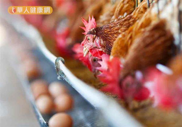 繼歐洲、南韓等地雞蛋驗出芬普尼後，毒雞蛋風波似乎也蔓延至台灣！農委會於昨21日晚間發佈緊急通知，在彰化縣3處蛋雞場驗出雞蛋殘留芬普尼。