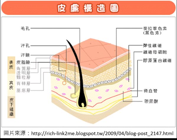皮膚構造圖(圖片/營養一二三 健康好簡單 提供)