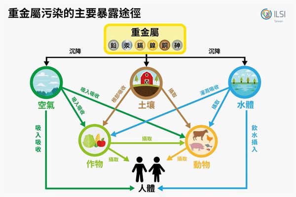 (圖二)重金屬污染的主要暴露途徑。
