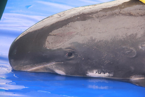 小虎鲸阿淦 野放5天却缠网死亡