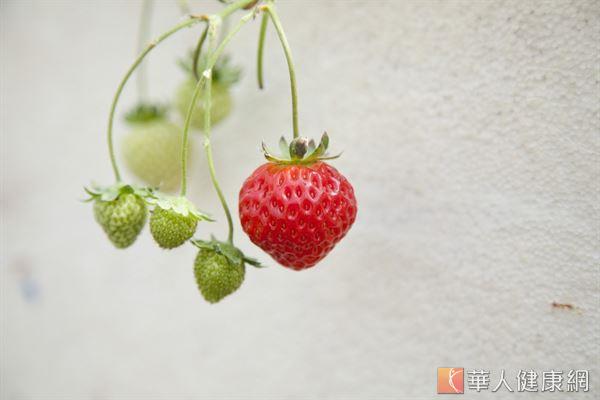 正常生長的草莓外觀呈心形，若出現畸形形狀，可能是濫用生長激素所致。（攝影／江旻駿）