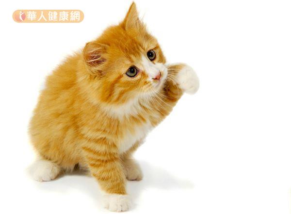 研究發現，欣賞可愛貓咪的影片，可以讓人心情愉悅、提振精神。