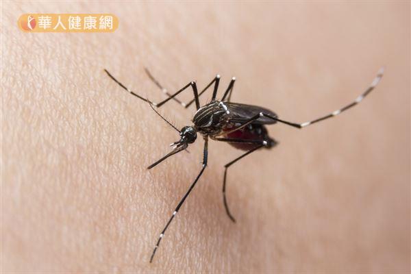 登革熱的傳播病媒蚊，主要是埃及斑蚊，次要為白線斑蚊。