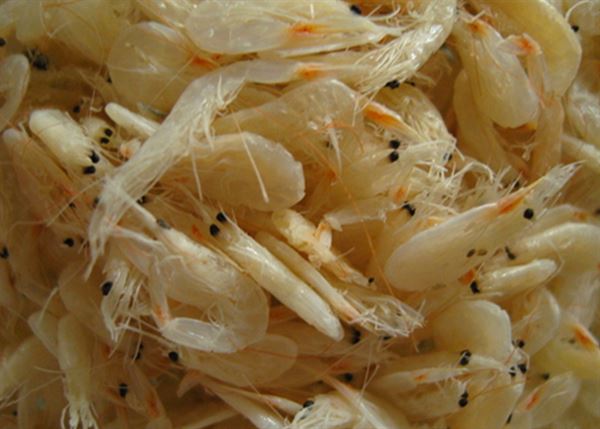 圖為蝦皮，是整隻蝦子連皮經脫水處理，蝦肉萎縮只剩下皮，故稱蝦皮。（圖片／陳宜娟營養師提供）
