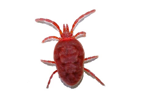 扫墓穿长袖防恙虫叮咬