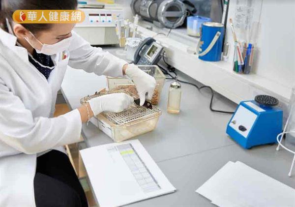 別小看腸內菌對健康影響！小鼠實驗：改變腸內菌叢，也會改變個性 | 蕃新聞